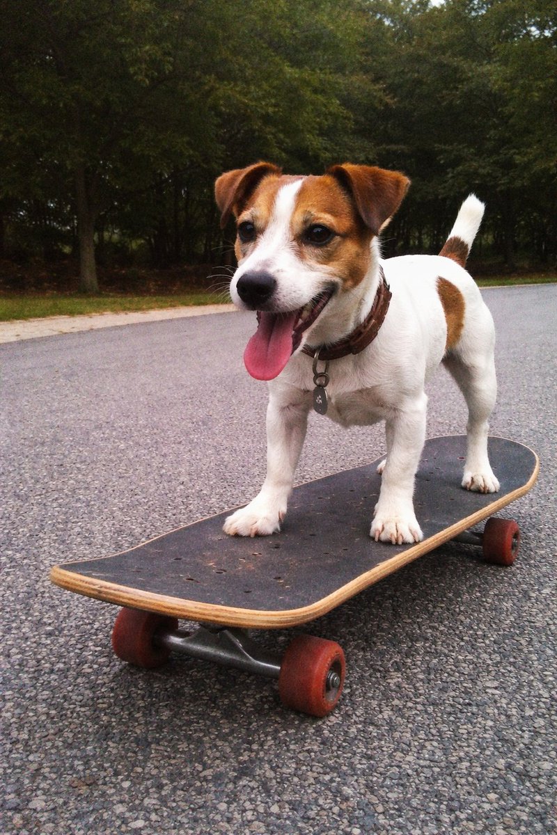 Dog on Skateboard Original iPhone Photo Prompt