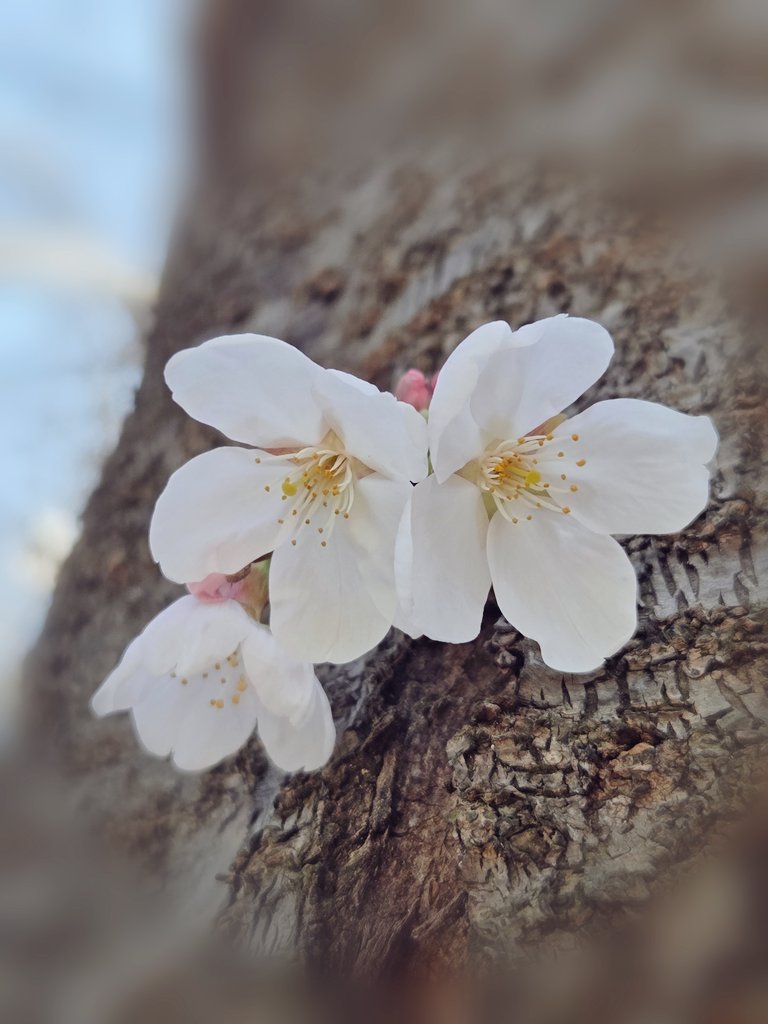 Preview image for Found a Small Spring prompt